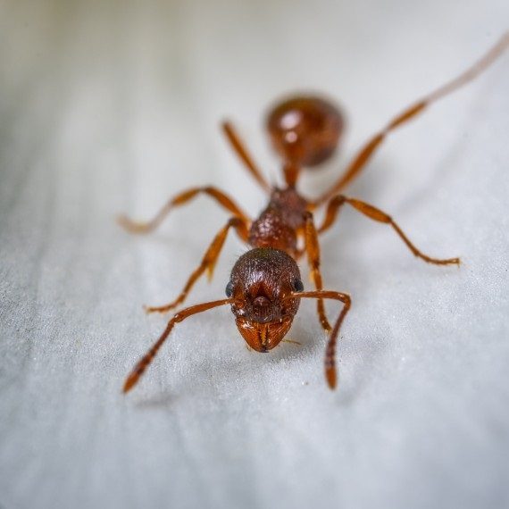 Field Ants, Pest Control in Hampton Wick, Norbiton, KT1. Call Now! 020 8166 9746