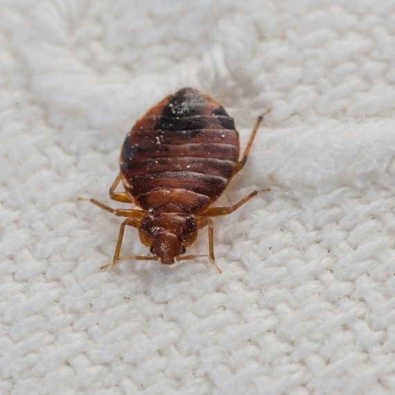 Bed Bugs, Pest Control in Hampton Wick, Norbiton, KT1. Call Now! 020 8166 9746