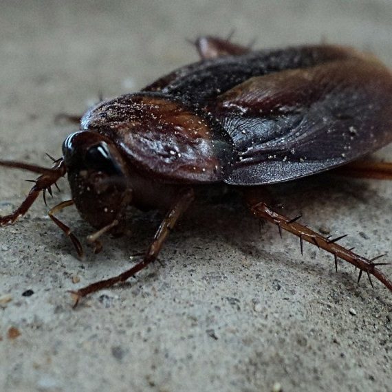 Cockroaches, Pest Control in Hampton Wick, Norbiton, KT1. Call Now! 020 8166 9746