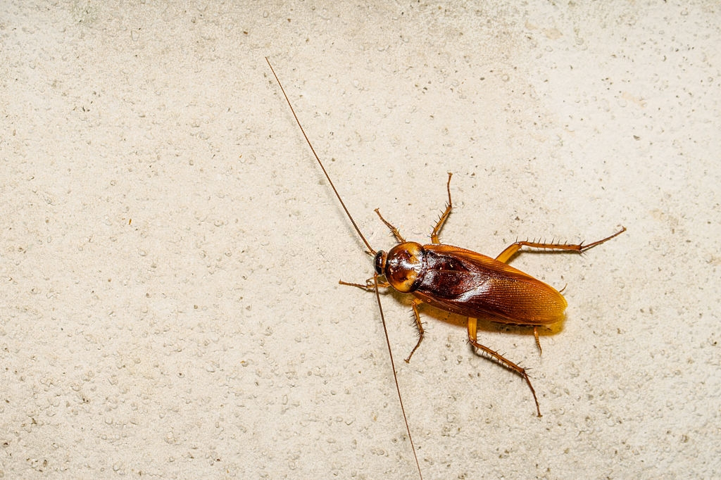 Cockroach Control, Pest Control in Hampton Wick, Norbiton, KT1. Call Now 020 8166 9746