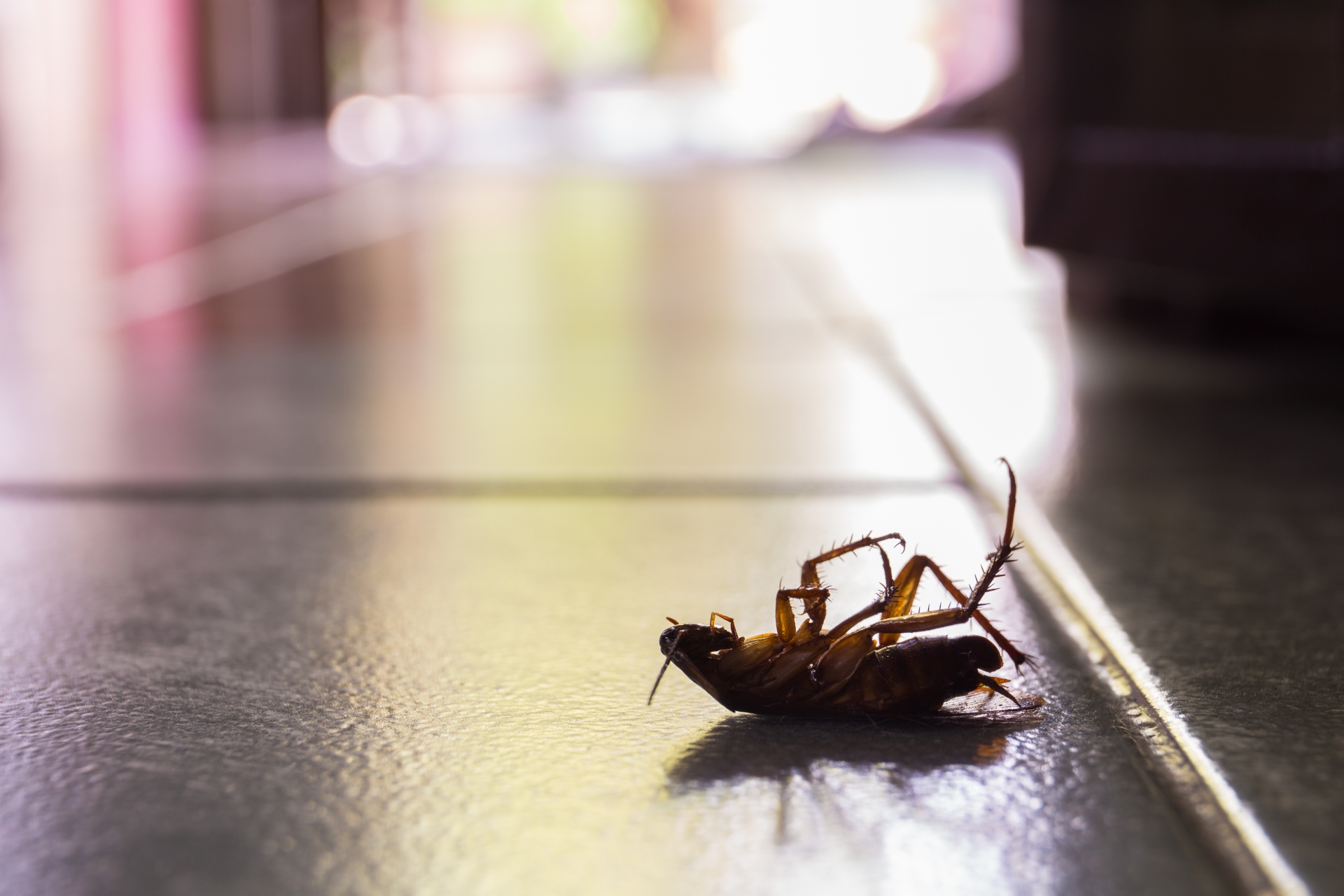 Cockroach Control, Pest Control in Hampton Wick, Norbiton, KT1. Call Now 020 8166 9746