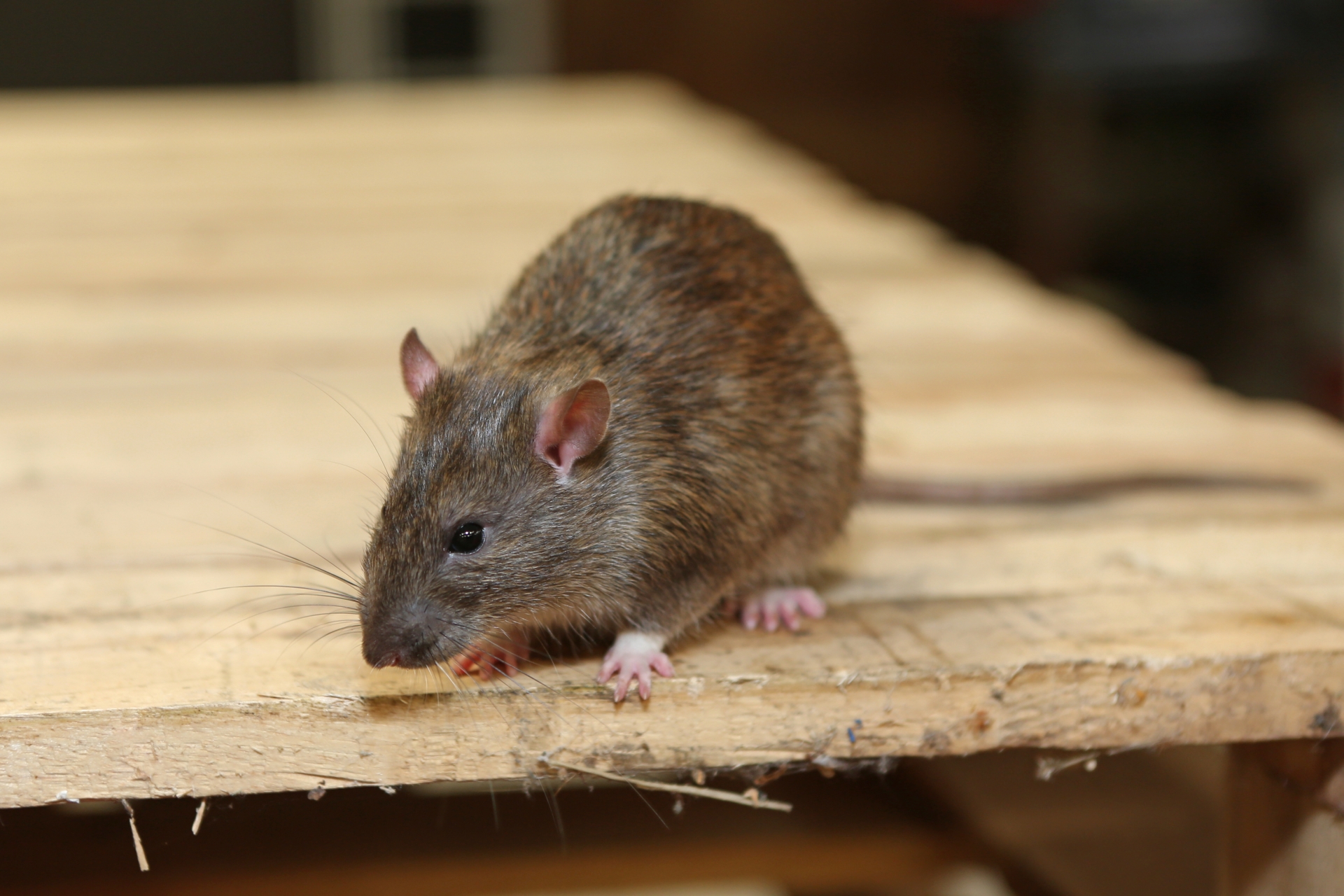 Rat Infestation, Pest Control in Hampton Wick, Norbiton, KT1. Call Now 020 8166 9746