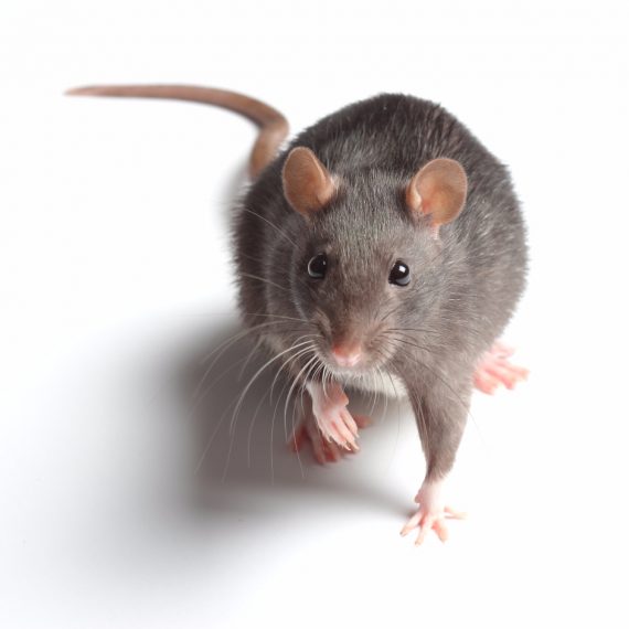 Rats, Pest Control in Hampton Wick, Norbiton, KT1. Call Now! 020 8166 9746