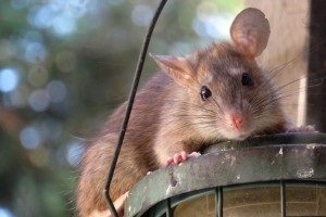 Rat Infestation, Pest Control in Hampton Wick, Norbiton, KT1. Call Now 020 8166 9746