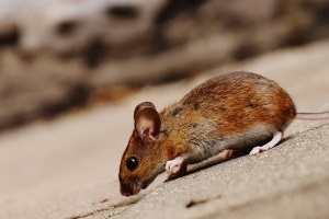 Mouse extermination, Pest Control in Hampton Wick, Norbiton, KT1. Call Now 020 8166 9746