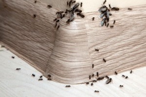 Ant Control, Pest Control in Hampton Wick, Norbiton, KT1. Call Now 020 8166 9746