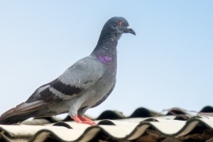 Pigeon Pest, Pest Control in Hampton Wick, Norbiton, KT1. Call Now 020 8166 9746