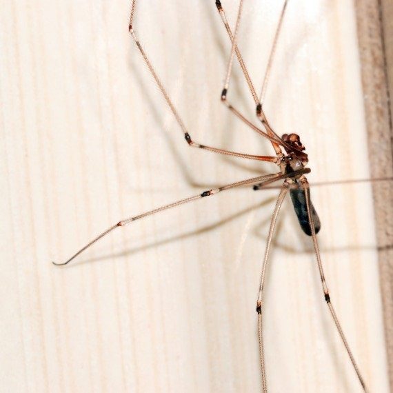 Spiders, Pest Control in Hampton Wick, Norbiton, KT1. Call Now! 020 8166 9746