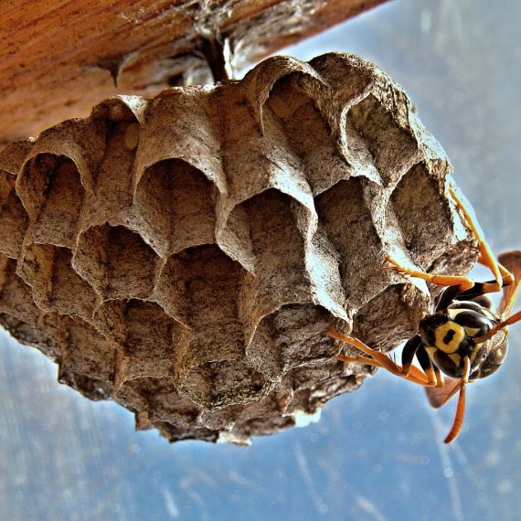 Wasps Nest, Pest Control in Hampton Wick, Norbiton, KT1. Call Now! 020 8166 9746